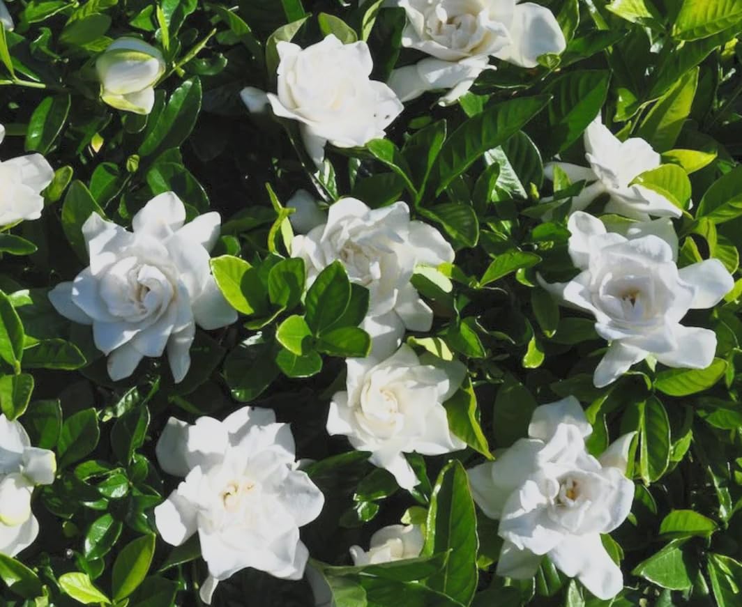 Cold Hardy Fragrant Evergreen Shrub 3 Inch Pot L75181