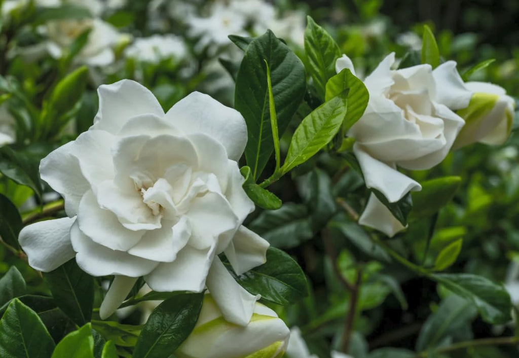 Cold Hardy Fragrant Evergreen Shrub 3 Inch Pot L75181