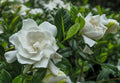 Cold Hardy Fragrant Evergreen Shrub 3 Inch Pot L75181