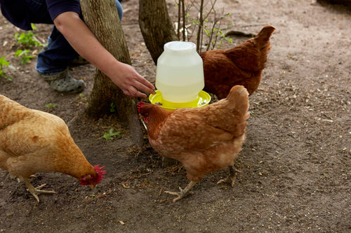 1 Gallon Yellow Plastic Poultry Waterer M1479