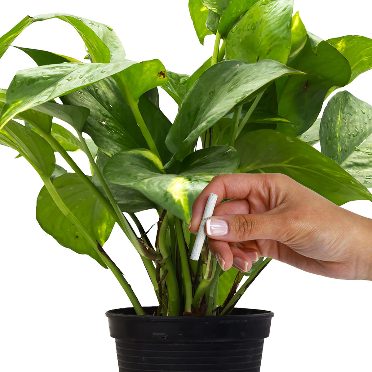 Plant Food Fertilizer Spikes 50 Count L330084