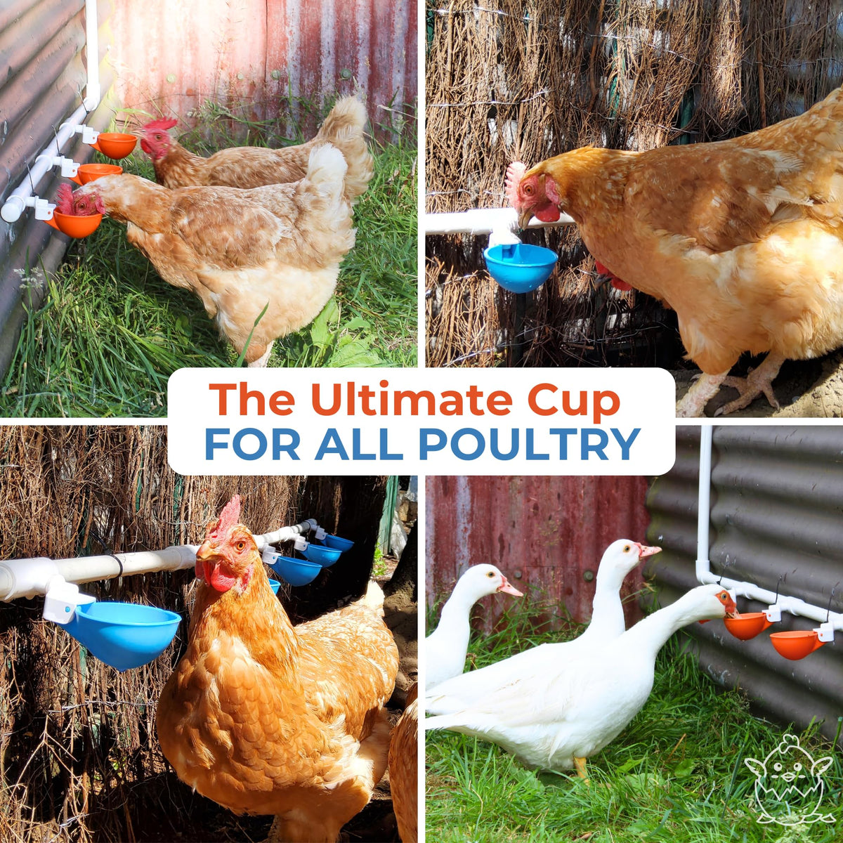 Large Automatic Chicken Waterer Cups with 1/2" PVC Tee Fittings 5-Pack O790