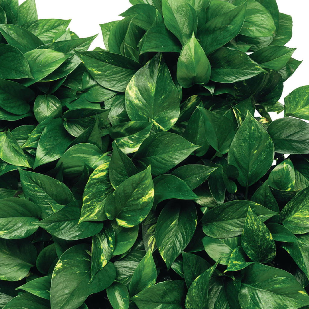 Plant Food Fertilizer Spikes 50 Count L330084